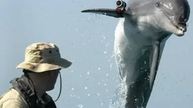 Rusya, Sivastopol Deniz Üssü'nü Yunus Balıklarıyla Koruyor